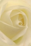 You are drawn intimately into the creamy-white heart of this rose, its petals spiraling in a graceful dance that speaks to the artistry characteristic of Radlett's local florists. Every layer seems weightless, touched by the dew and suffused with the serenity of a quiet dawn on Watling Street. Delicate shadows curl in between folds of ivory, lending gentle depth and a sense of composed drama to the composition. The visual softness is matched by a feeling of peaceful anticipation-perfect for moments of sympathy, admiration, or the promise of new beginnings. The understated scent of the rose is almost tangible, evoking the hush of early mornings in a Radlett garden. As you take in the close-up view, it's easy to appreciate not just the bloom's flawless structure but also the care with which it was selected-each petal arranged for maximum emotional resonance. This image is a testament to the refined taste and heartfelt craftsmanship that define Radlett's floral scene, offering a timeless choice for marking occasions that matter most.